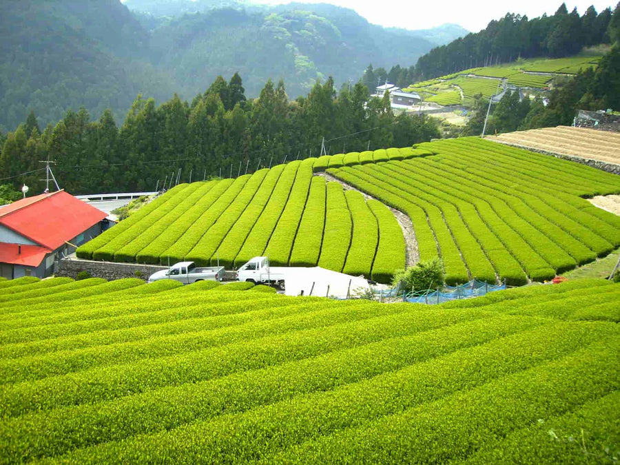 Matcha tea fields in Kagoshima, Japan